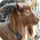 Goat HD Wallpaper APK