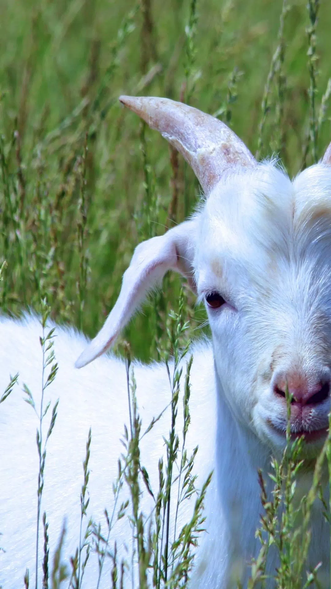 Goat HD Wallpaper APK for Android Download Goat HD Wallpaper APK for Android Download