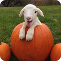 Baby Goat Wallpaper