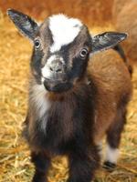 Baby Goat Wallpaper capture d'écran 1