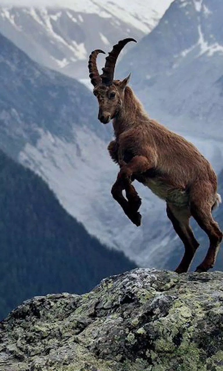 Baby Goat Wallpaper Apk Pour Android Telecharger