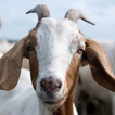 ikon A.I. in  Goats (बकरी गर्भाधान 