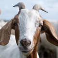 A.I. in  Goats (बकरी गर्भाधान 