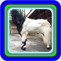 goat farm