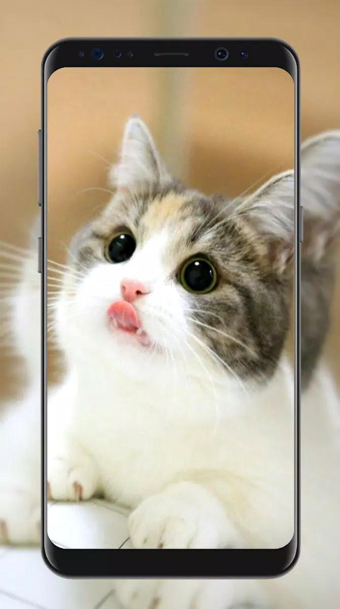 Android İndirme için Sevimli Kedi Duvar Kağıtları APK
