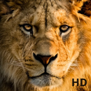 lion background HD APK