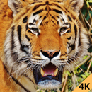 Tiger 4k wallpaper APK