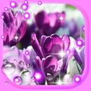 Crocus Spring live wallpaper aplikacja