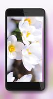 Crocus Spring 포스터