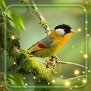 Forest Songs Live Wallpaper APK