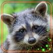 Forest Raccoon Live Wallpaper