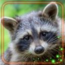 Forest Raccoon Live Wallpaper APK