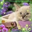 ”Kitty Glamour