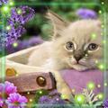 Kitty Glamour