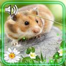Hamsters Cool Live Wallpaper APK