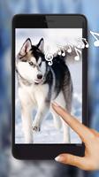 Husky Dogs Affiche