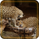 Jaguars n Leopards Live Wallpaper APK