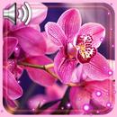 Orchid Amazing APK