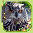 Owls HD Live Wallpaper