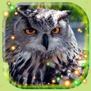 Owls HD Live Wallpaper APK