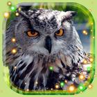 Owls HD Live Wallpaper أيقونة