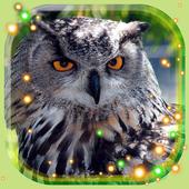 Owls HD Live Wallpaper icône