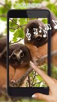 Owls HD Live Wallpaper Affiche