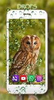 Owls HD Live Wallpaper تصوير الشاشة 1