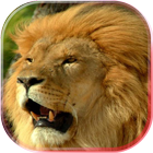 آیکون‌ Lions African live wallpaper