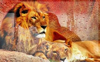 برنامه‌نما Lions African live wallpaper عکس از صفحه