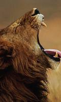 Lions African live wallpaper تصوير الشاشة 1