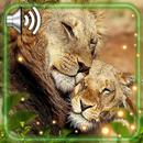 Lion Wild Live Wallpaper APK