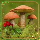 Mushrooms Forest APK