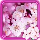 Spring Cherry Flowers Live Wallpaper APK