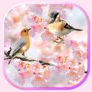 Spring Dreams Live Wallpaper APK