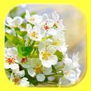Spring Motivation APK