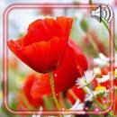 Summer Poppy Live Wallpaper APK