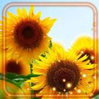 Sunflower Summer icon