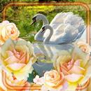 Swans and Lilies Wallpaper APK
