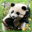 Panda Bear HD Live Wallpaper APK