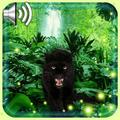Panther Black