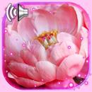 Peony Flowers Live Wallpaper APK