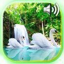 Waterfalls and Swans APK