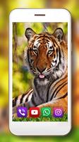 Тигры и Львы Живые Обои скриншот 1