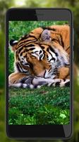 Tiger Geräusche Lebe Tapete Screenshot 2