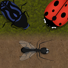 Les fourmis et l'évolution icône