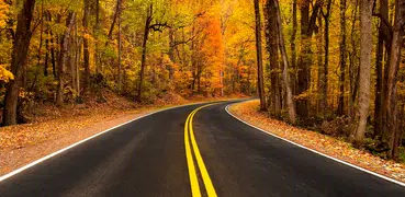 Autumn road (backgrounds & themes)