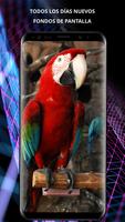 Fondos de Birds para teléfono Poster