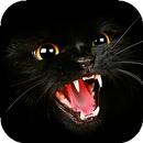 Black Cat Wallpaper Full HD APK