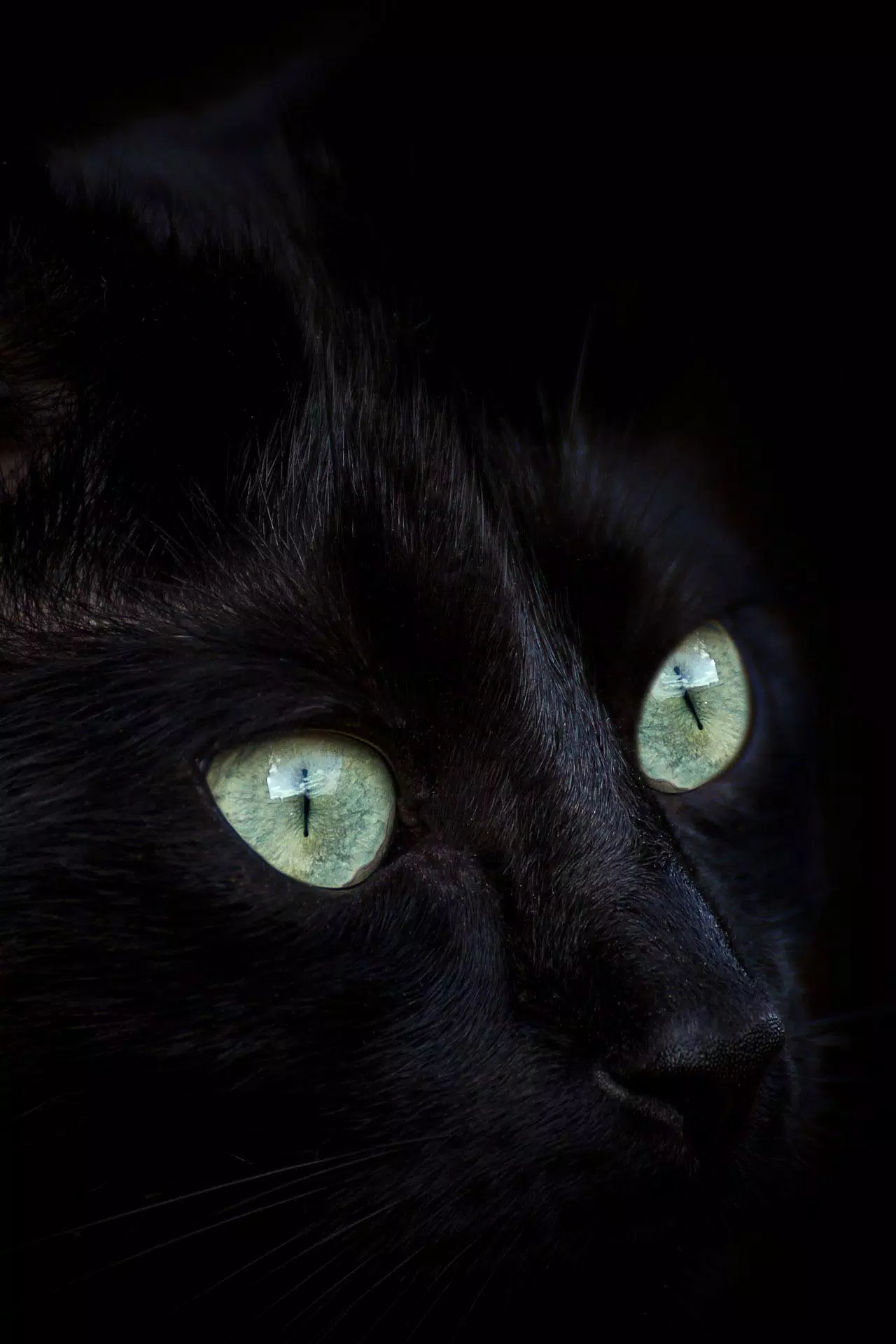 Bạn là một tín đồ của giống mèo đen? Hãy tận hưởng bộ sưu tập ảnh nền giống mèo đen đẹp nhất! Các hình nền này sẽ giúp tô điểm cho điện thoại hoặc máy tính của bạn thêm phần bí ẩn và độc đáo. Hãy truy cập ngay để tìm kiếm bức ảnh yêu thích của bạn!
